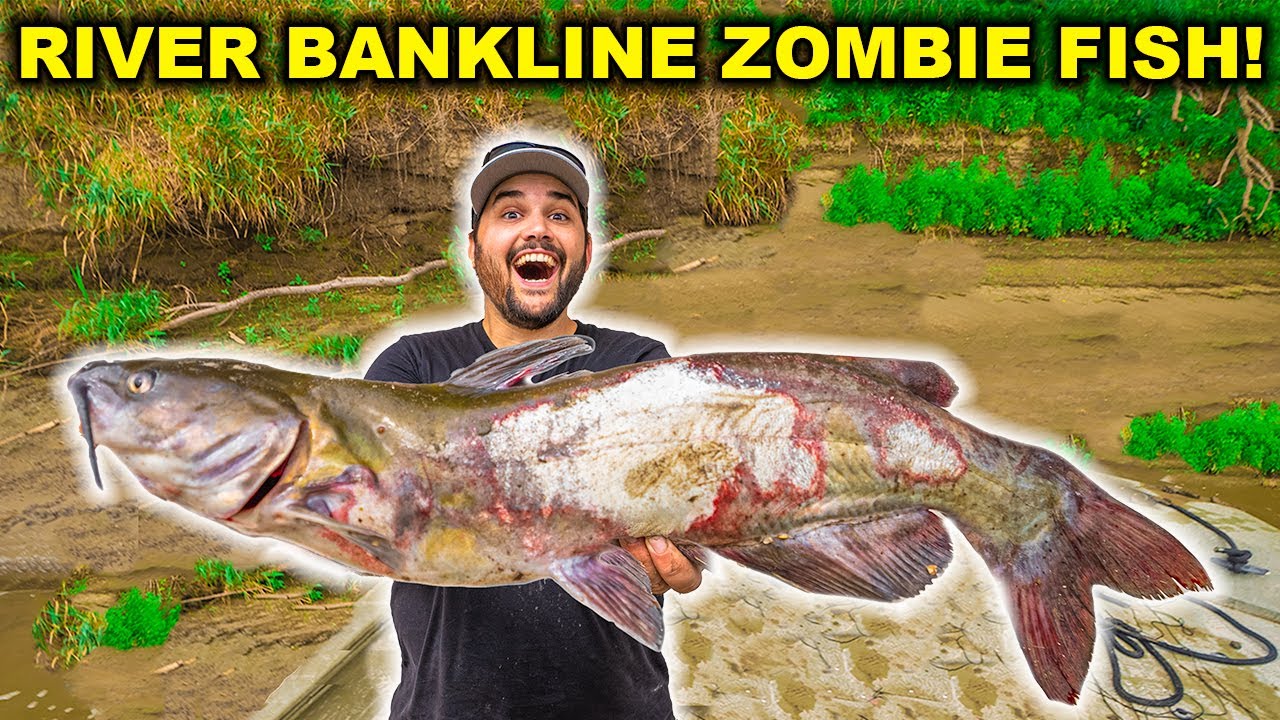 BANKLINE Zombie Catfishing the RIVER!!! (Catch Clean Cook)