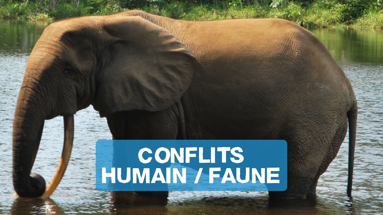 Capsule n°2/5 : Conflit Humain Faune