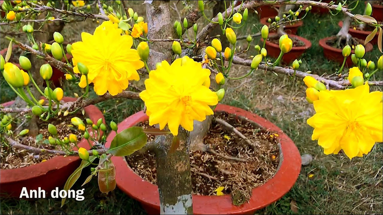 Hỏi gi&aacute; mai đại lộc chợ hoa xu&acirc;n Ph&uacute; Mỹ Hưng