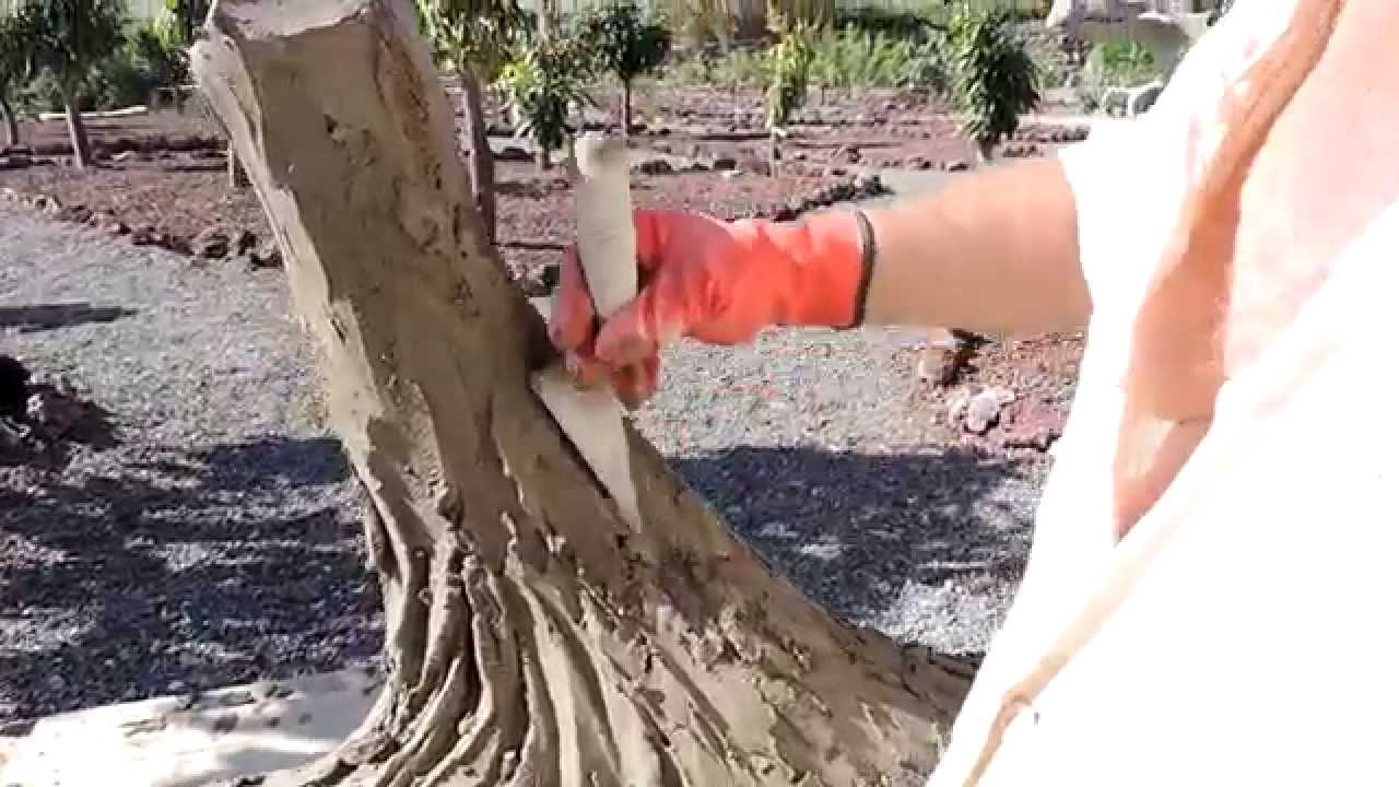Лепка из цемента, Тенерифе, канарское дерево