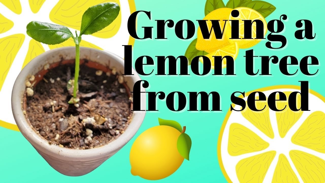 How to grow a lemon tree from seed #mamapolitte