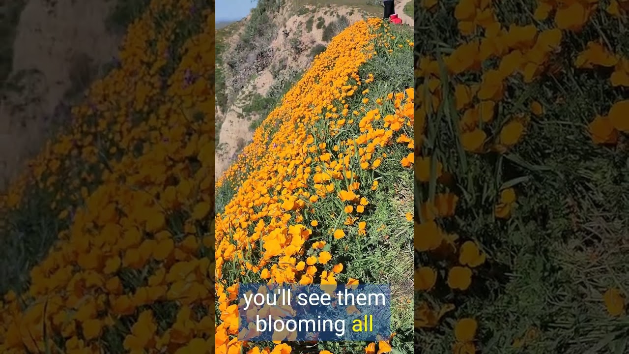The California Poppies are Blooming! #California #poppies