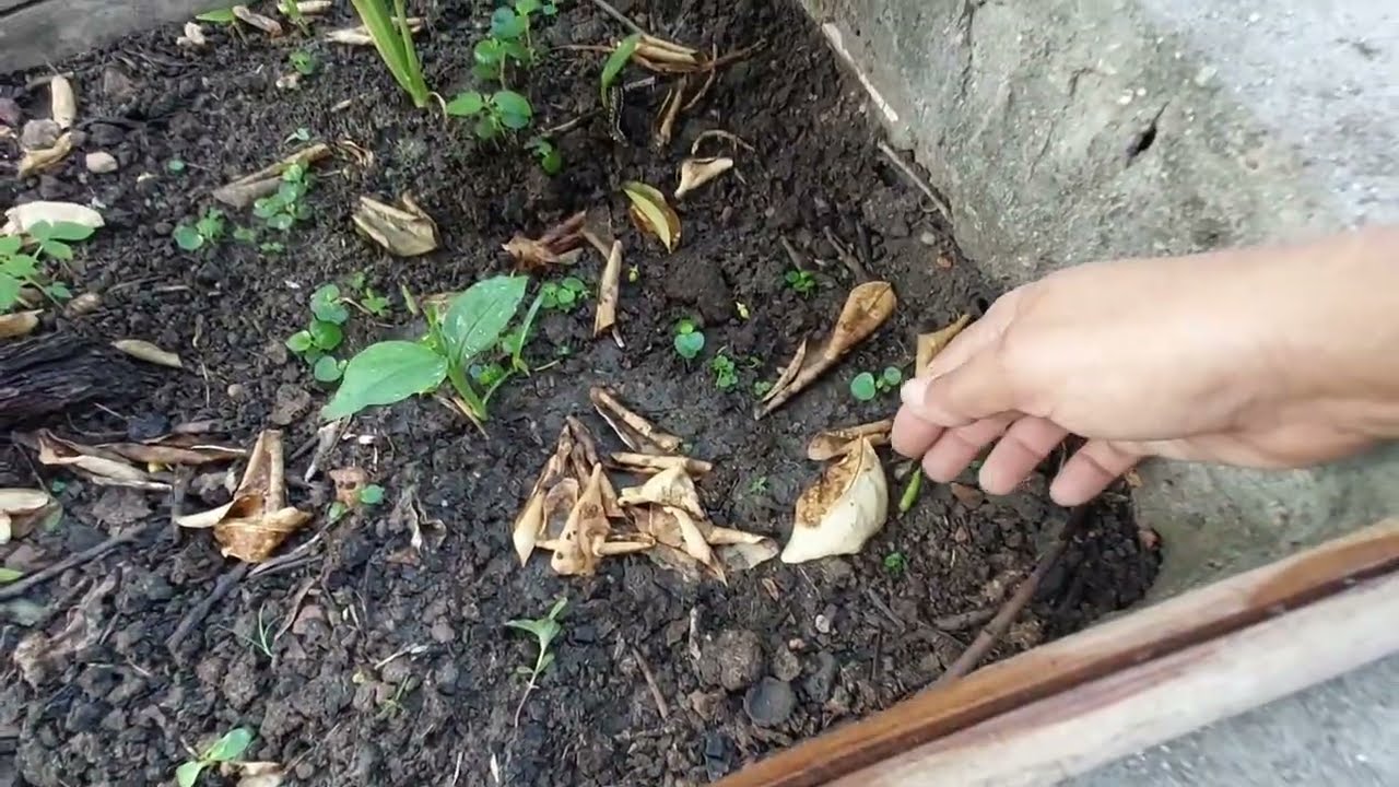 Como eu adubo os meus canteiros MAiS