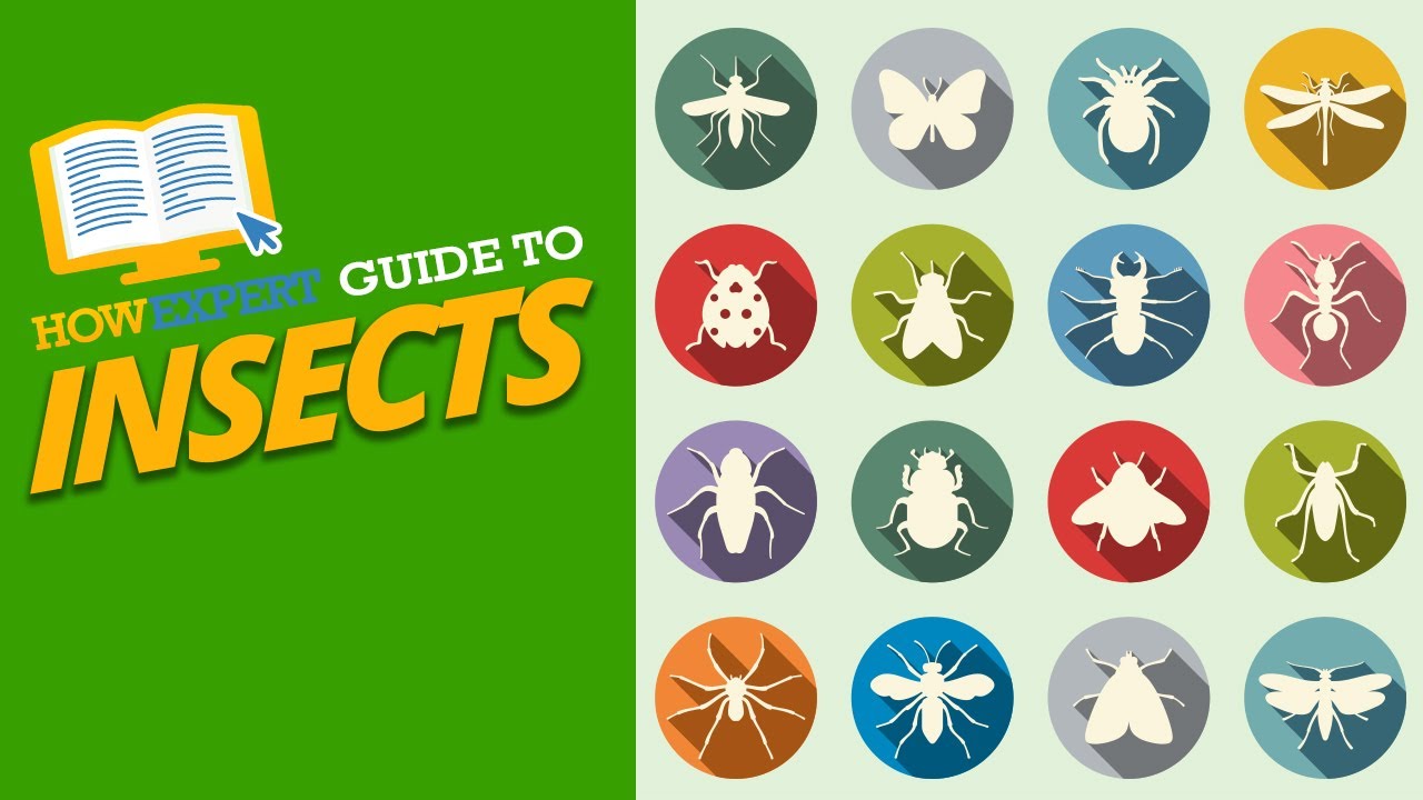 HowExpert Guide to Insects: 101 Most Interesting and Fascinating Insects in the World from A to Z