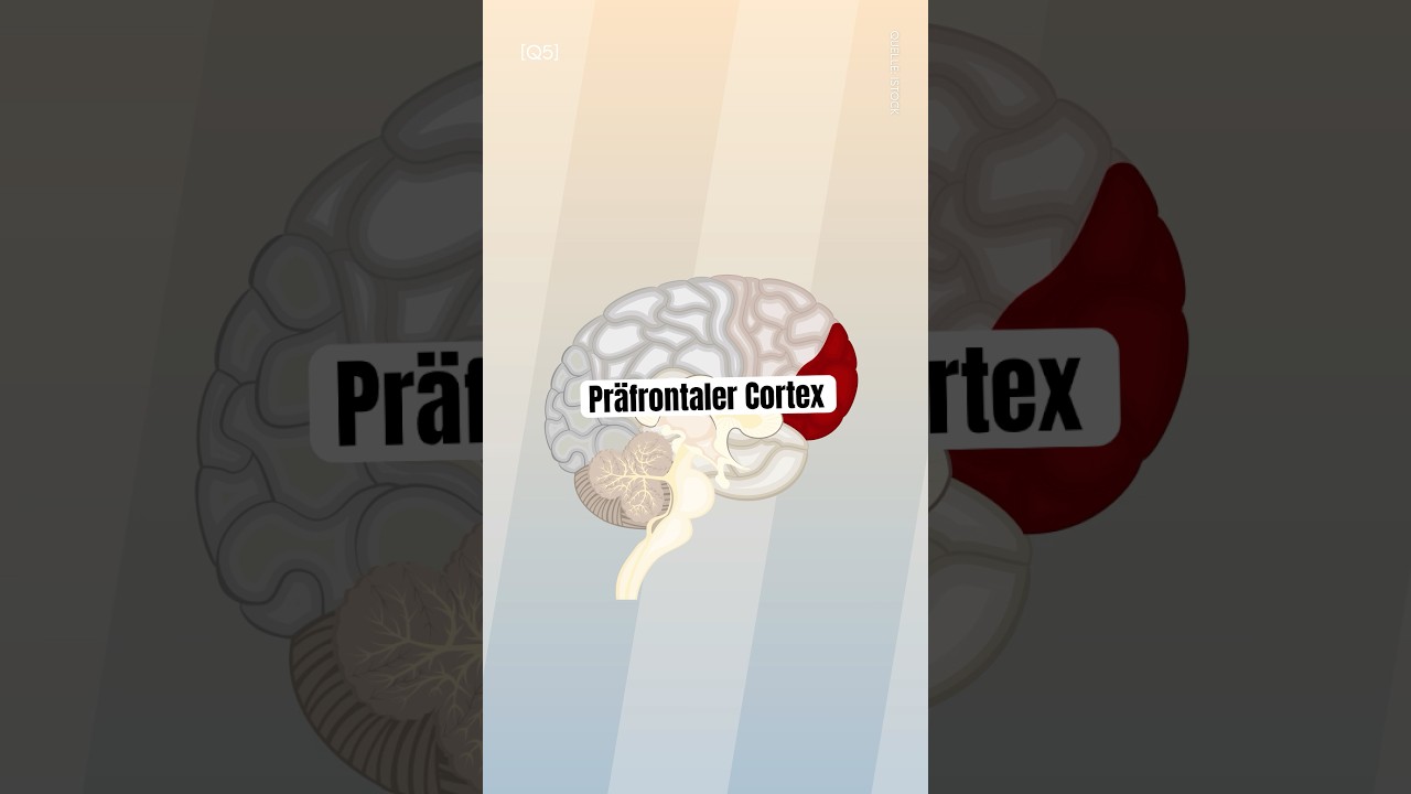 Pr&auml;frontaler Cortex #brain #meme #neuroscience