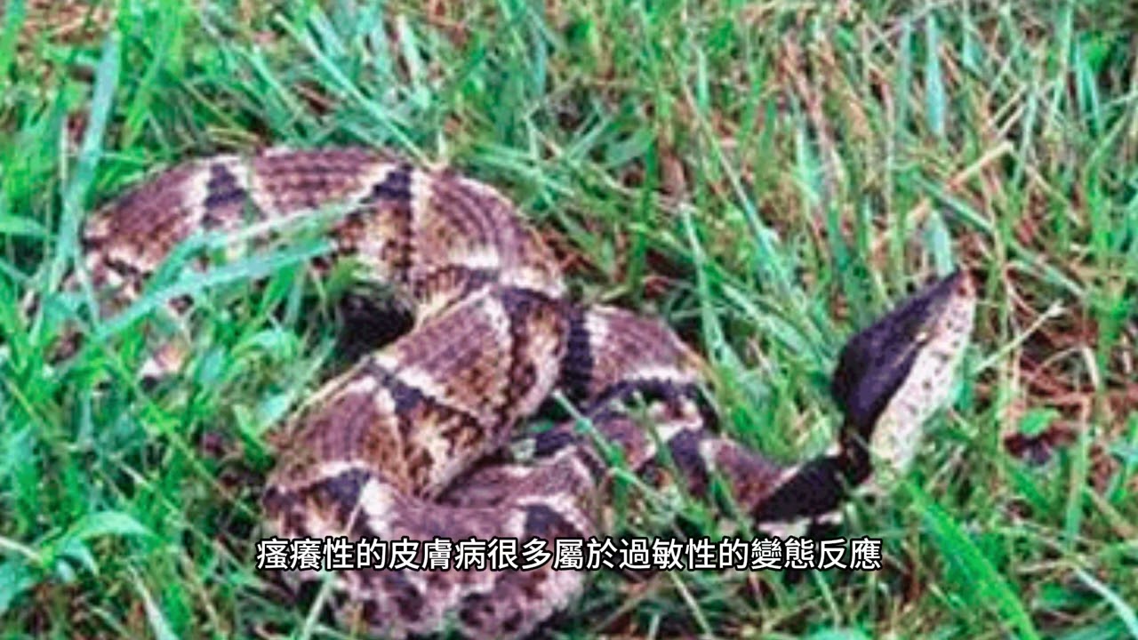 中藥：113：祛風濕散寒藥：蘄蛇、烏梢蛇