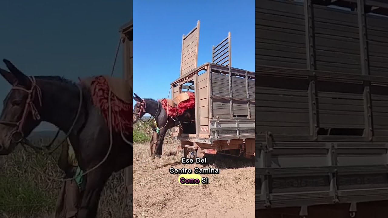 &iexcl;Desfile rural: as&iacute; bajan los caballos del se&ntilde;or Chaga!