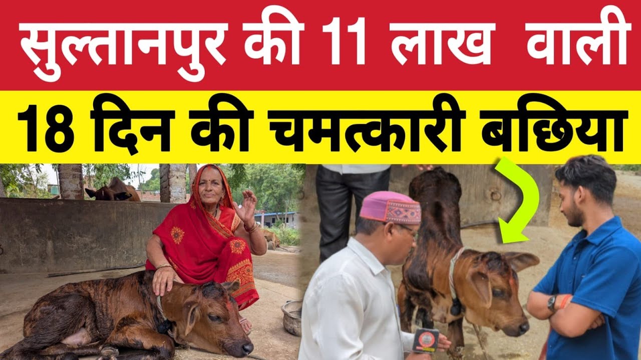 Sultanpur : 11 लाख वाली 18 दिन की चमत्कारी गाय की बछिया ! Viral ! Video
