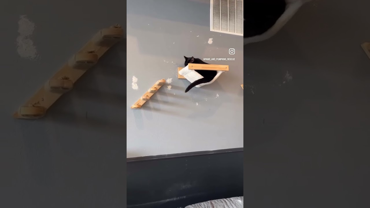 Cats loving the new facility at Paws and Pumpkins Rescue