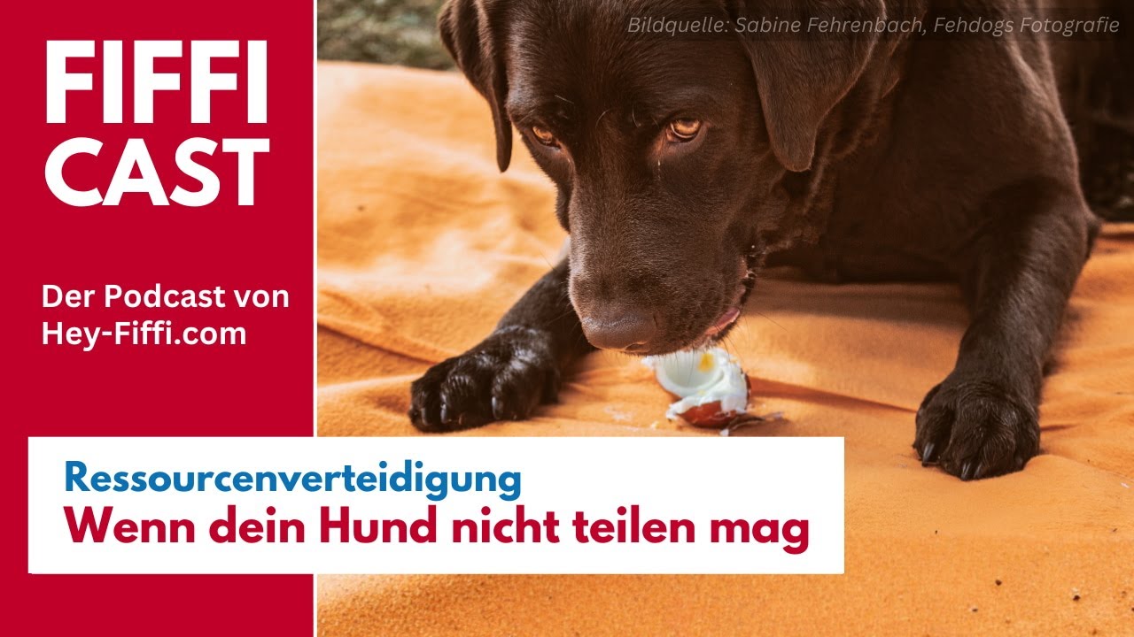 Ressourcenverteidigung – Wenn dein Hund nicht teilen mag