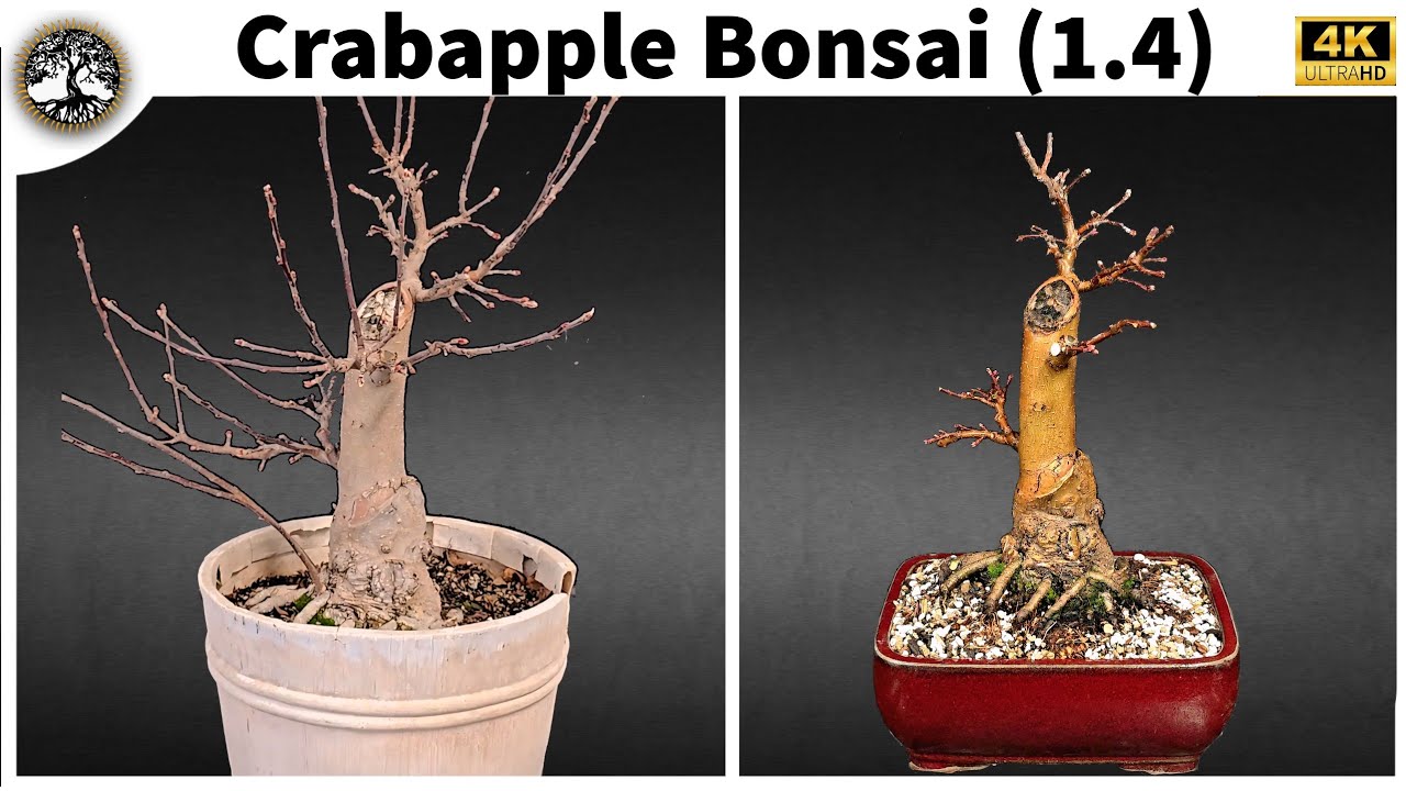 Crabapple Bonsai Tree - $25 Costco Special (1.4)