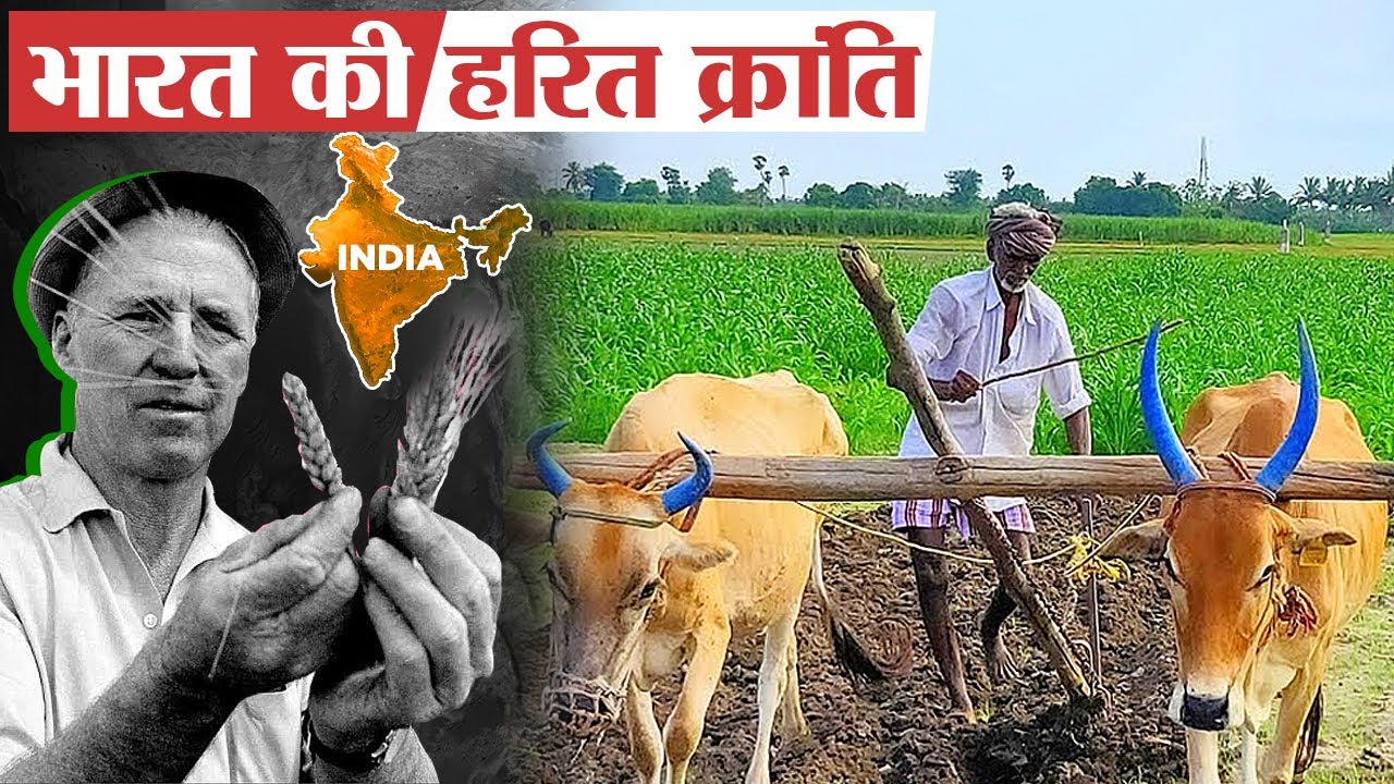भारत मे क्यों हुई थी हरित क्रांति और पड़ा था इसका असर? | What Was Green Revolution in India?