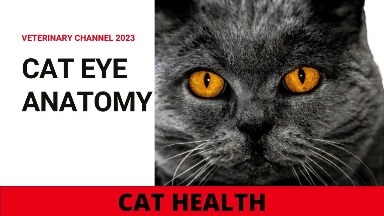 Brief Introduction To Cat Eye Anatomy