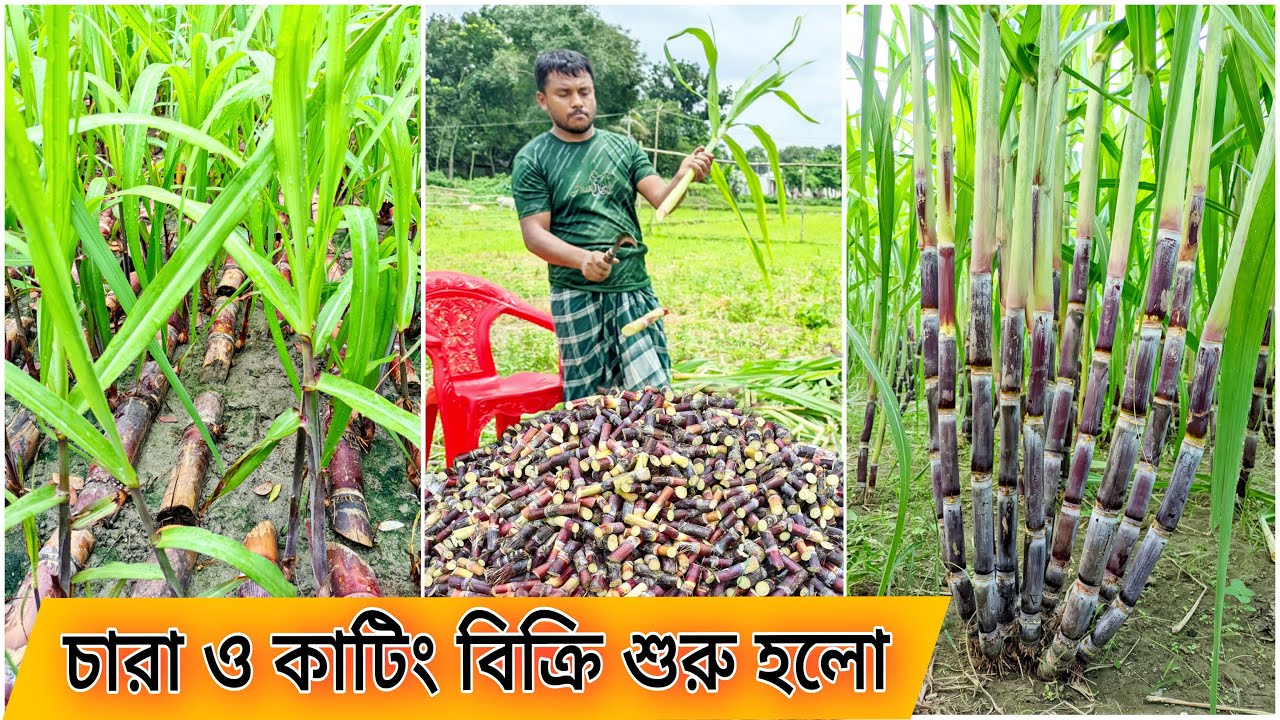 ফিলিপাইন কালো আখের চারা ও কাটিং নিতে যোগাযোগ করুন :০১৭৬৮২৭৯৭১২/চারার বর্তমান অবস্থা /আলহামদুলিল্লাহ।