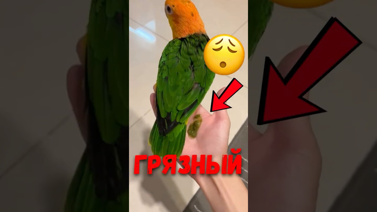 🐦 Необычная ситуация с каиком! #животныймир #домашниептицы #каик