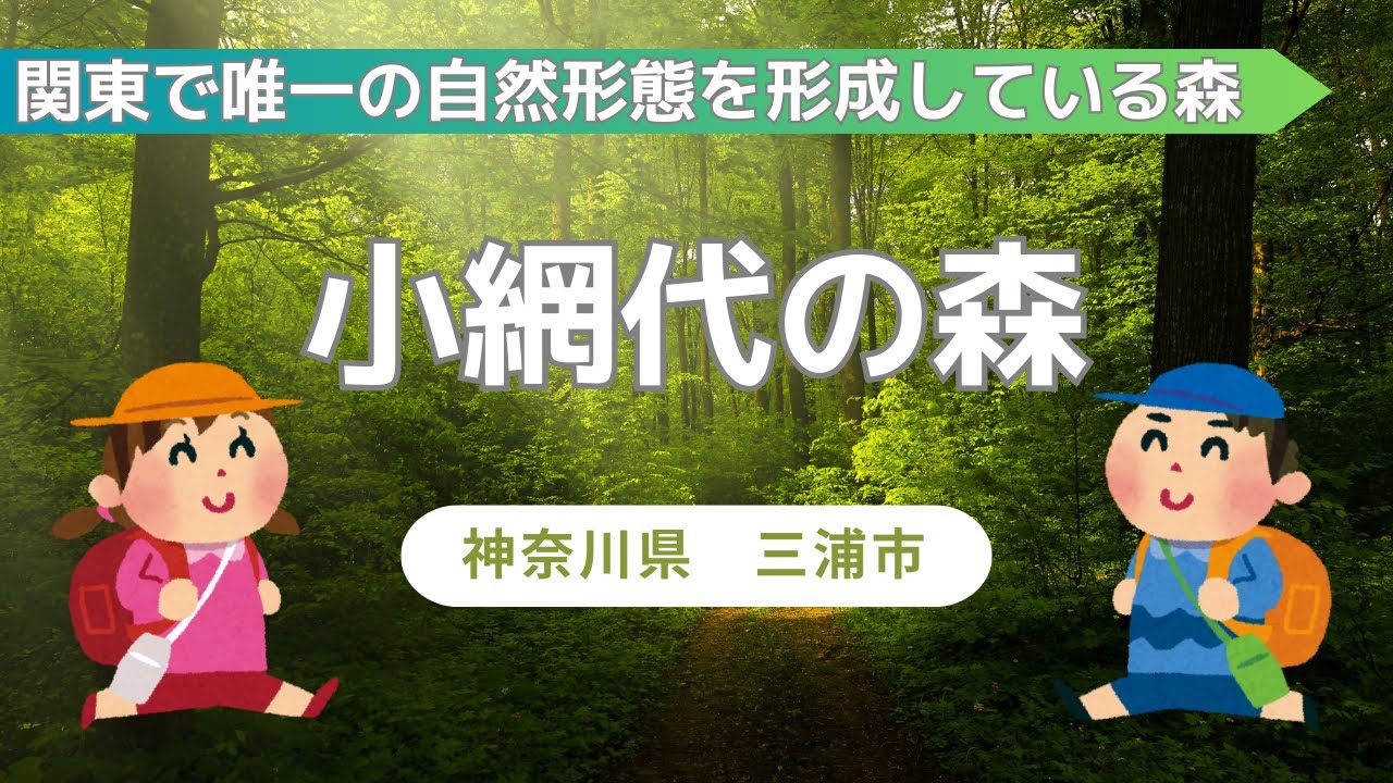 【小網代の森】【2024】関東で唯一の自然形態を形成している森【Osmo Pocket 3】