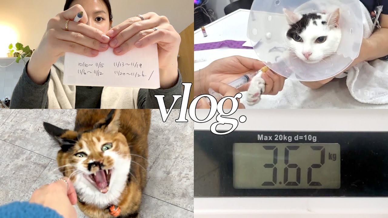 모네 다이어트 근황, 줄기세포 치료 시작💉집사 일상 브이로그 vlog🏥
