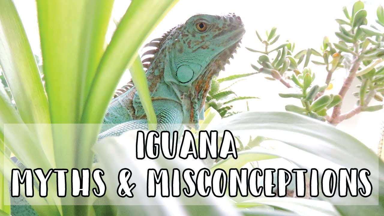 Green Iguana Myths & Misconceptions // +Care Tips!