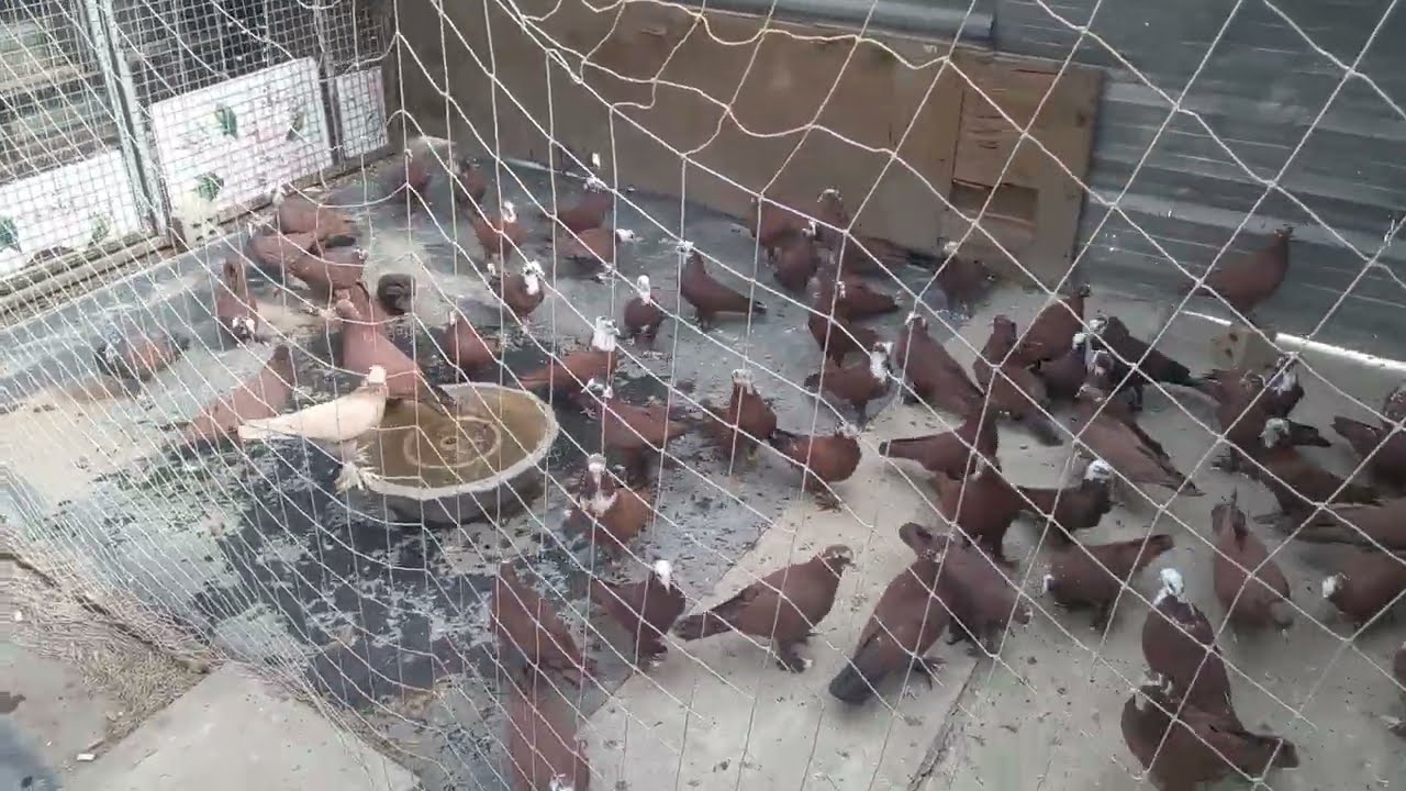 طيور حمر داية احمر على احمر لعيون كباتن العراق 👍💯👍