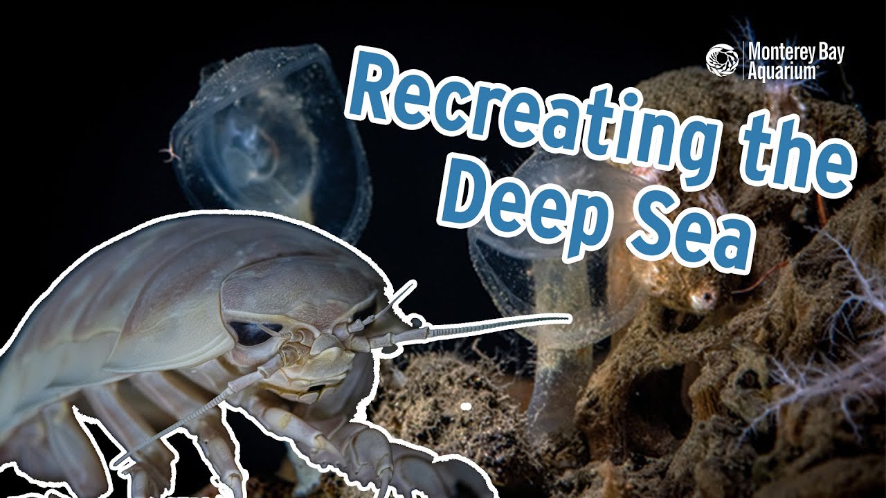 Recreating the Deep Sea | Monterey Bay Aquarium's Into the Deep