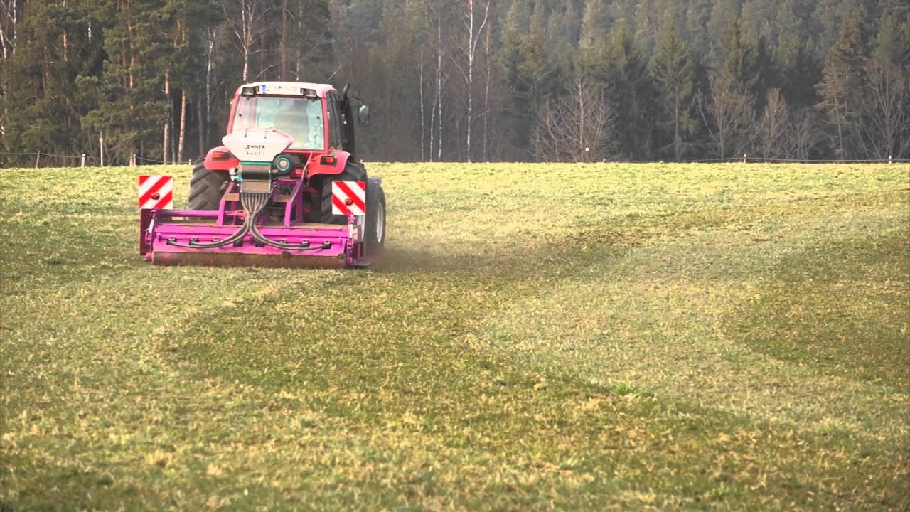 Weidenachsaat