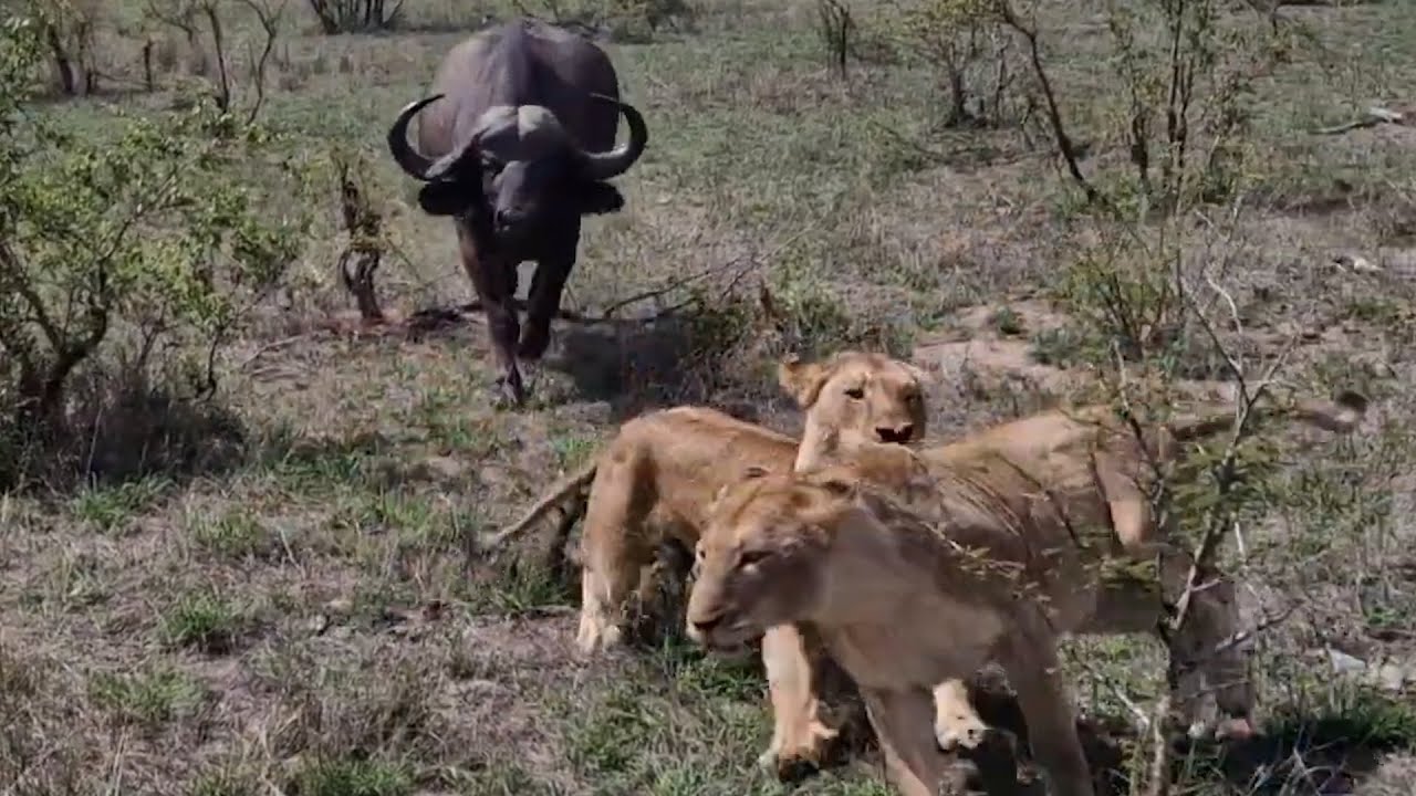 Mother Buffalo Rescued by Herd from Lion Pride