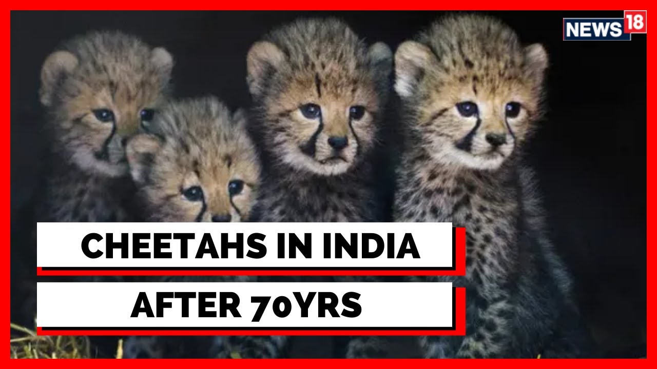 Cheetah In India | India Welcomes The Animal After 70 Years | PM Modi Birthday | English News