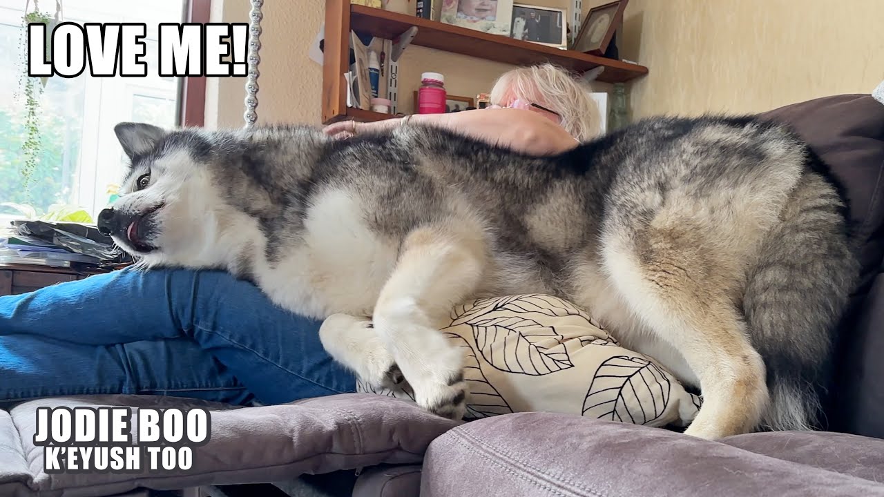 Giant Husky Won’t Stop Trying To Sit on His Nan!