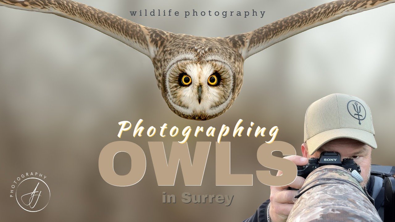 Photographing Short-eared Owls with the Sony A1  ||  Surrey Wildlife  ||  4K  ||  Adam Juckes Photo