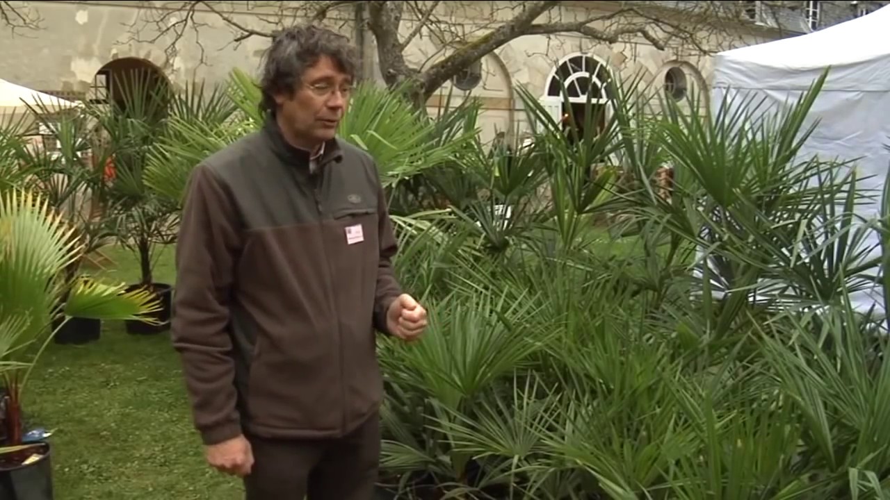 Des PALMIERS RÉSISTANTS au FROID