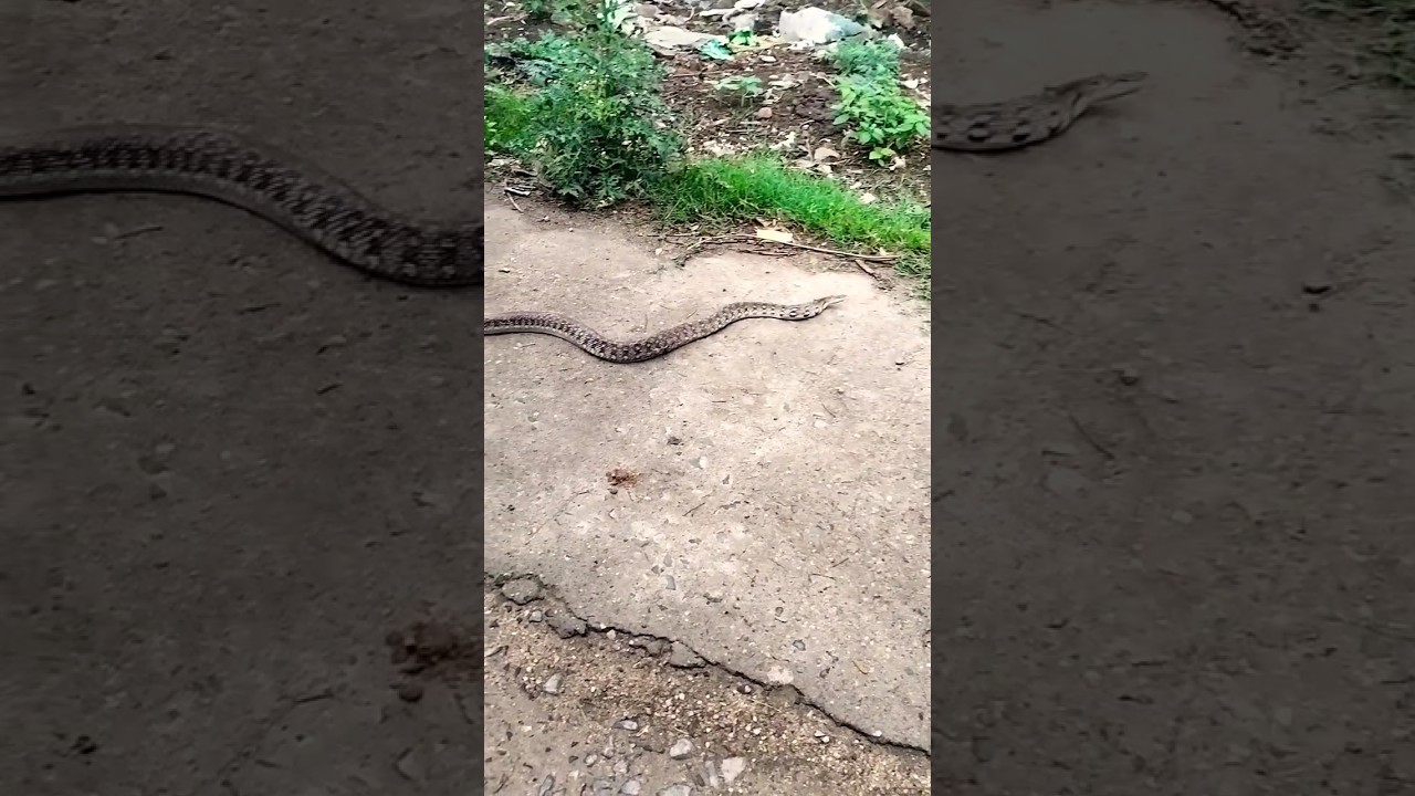 #snake #instagram #foryou #trending #nagpuri #beats