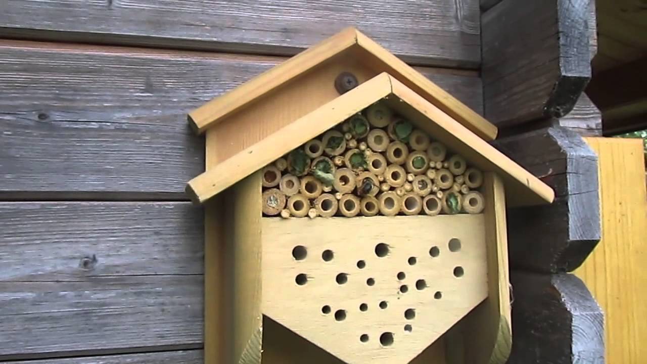 Leafcutter bees making their nest