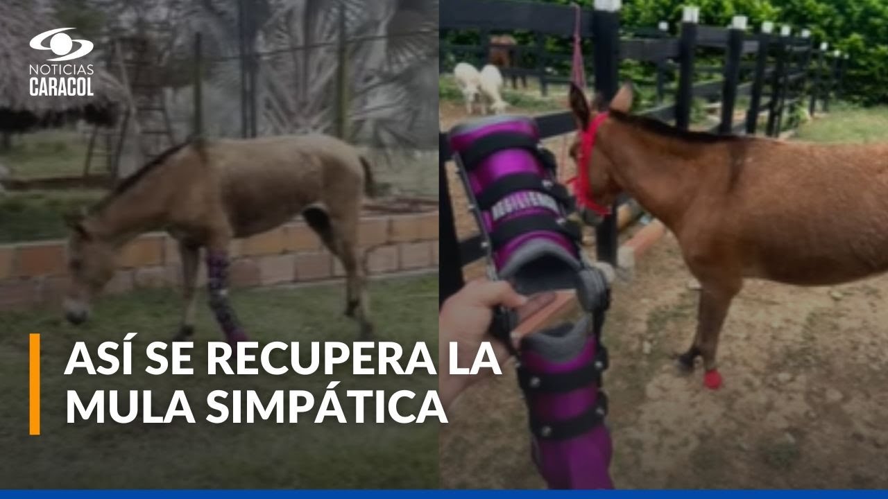 La mula Simpática recibió prótesis a la medida: diseñador industrial se la fabricó