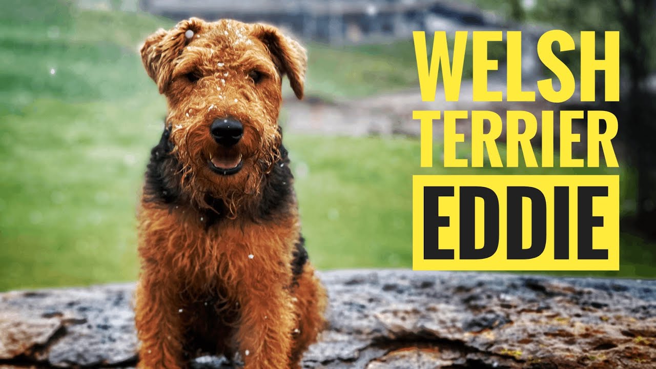 Welsh Terrier - January 14, 2021