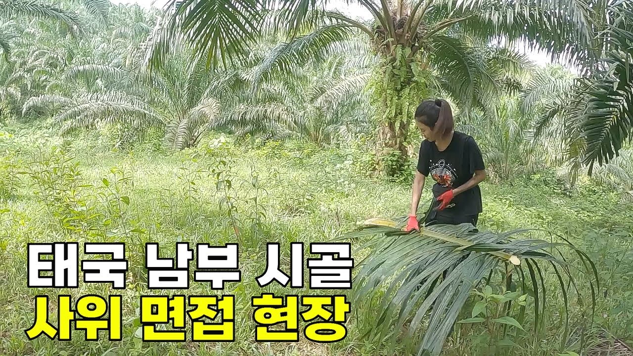 태국 시골에 가다. 사위 면접 합격 기념 몰아보기 특집.