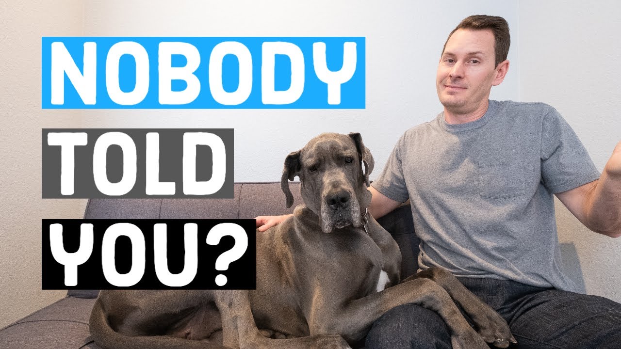 Что вам НИКТО не расскажет о содержании дога | Great Dane Care