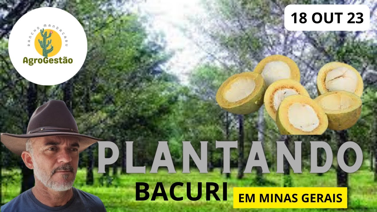 Preparando as mudas de bacuri