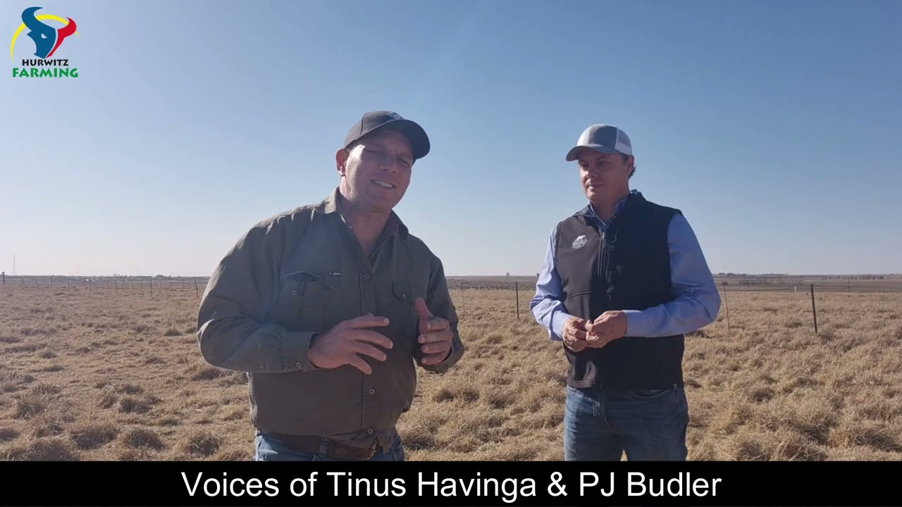PJ Budler gives us a detailed overview of some of the Bulls on Auction, the herd and the Boran.