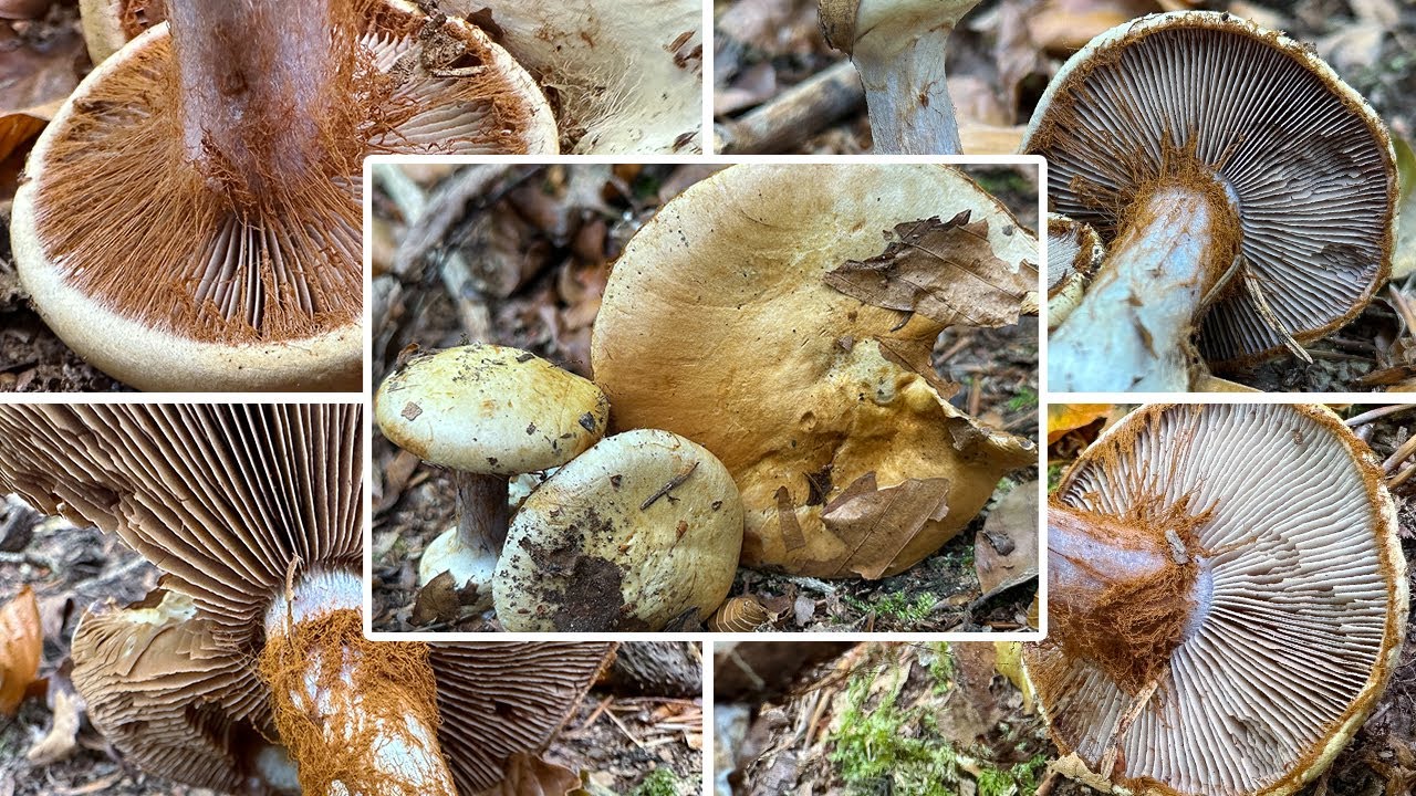 Buchenklumpfu&szlig; Verwechslung | Cortinarius anserinus, Phlegmacium amoenolens, Phlegmacium anserinum