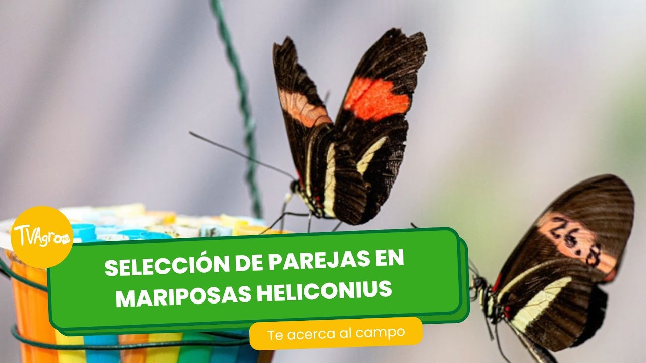 Selección de parejas en mariposas heliconius - TvAgro por Juan Gonzalo Angel Restrepo