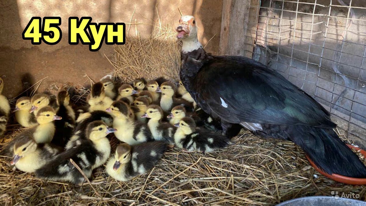 Чидолмадим мен халкни алдамадим