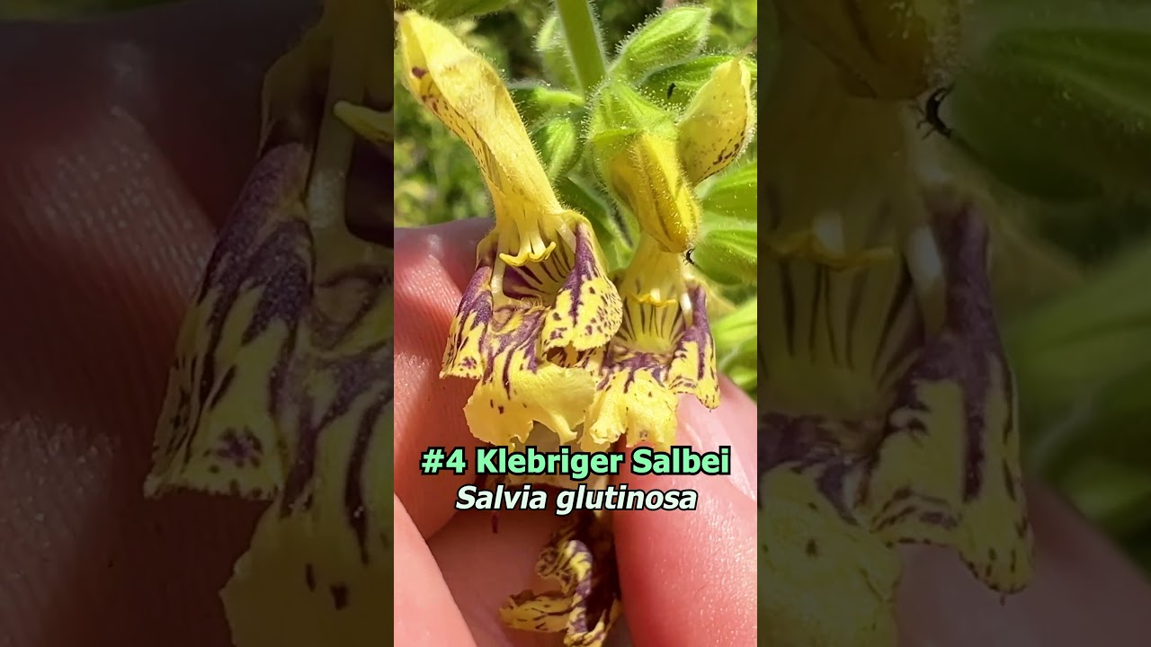 Die sch&ouml;nsten Salbei-Sorten f&uuml;r Garten, Beet, Balkon #salbei #gartentipps #g&auml;rtnern #kr&auml;utergarten