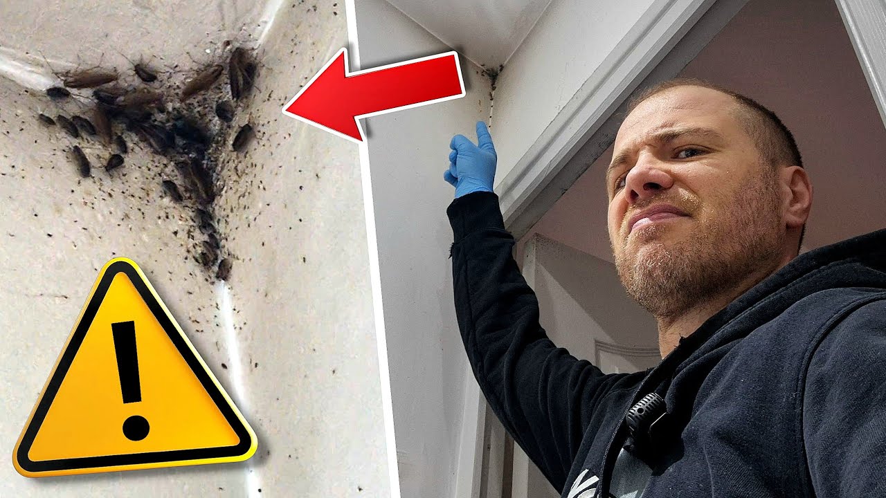 Il y a des CAFARDS partout dans cet appartement 😱 (Épisode 1)