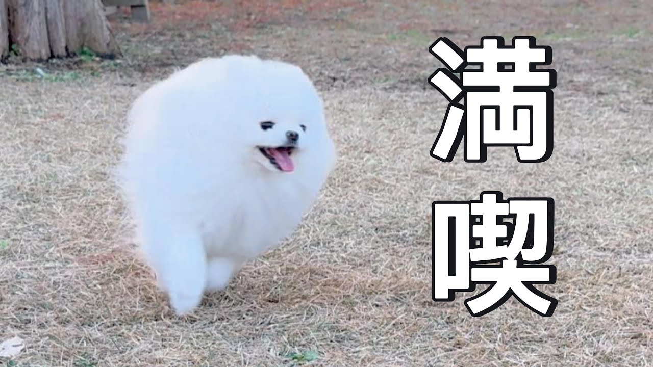 極小ポメラニアン、久しぶりのドッグラン満喫