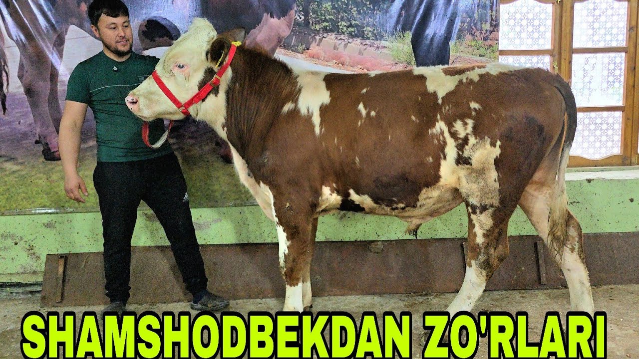 Xalq arzonchisi Shamshodjon yana yangi partiya bo'g'ozlar va smental buqalar 5 апреля 2026 г.