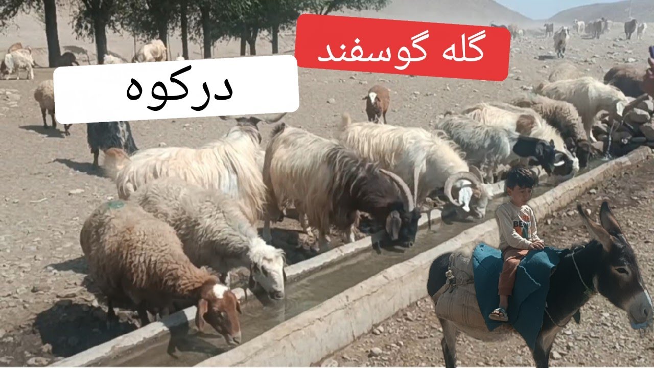 “YouTube knows your taste Don’t let it down — hit the sub button!” سابسکرایب، لایکو کامنت 