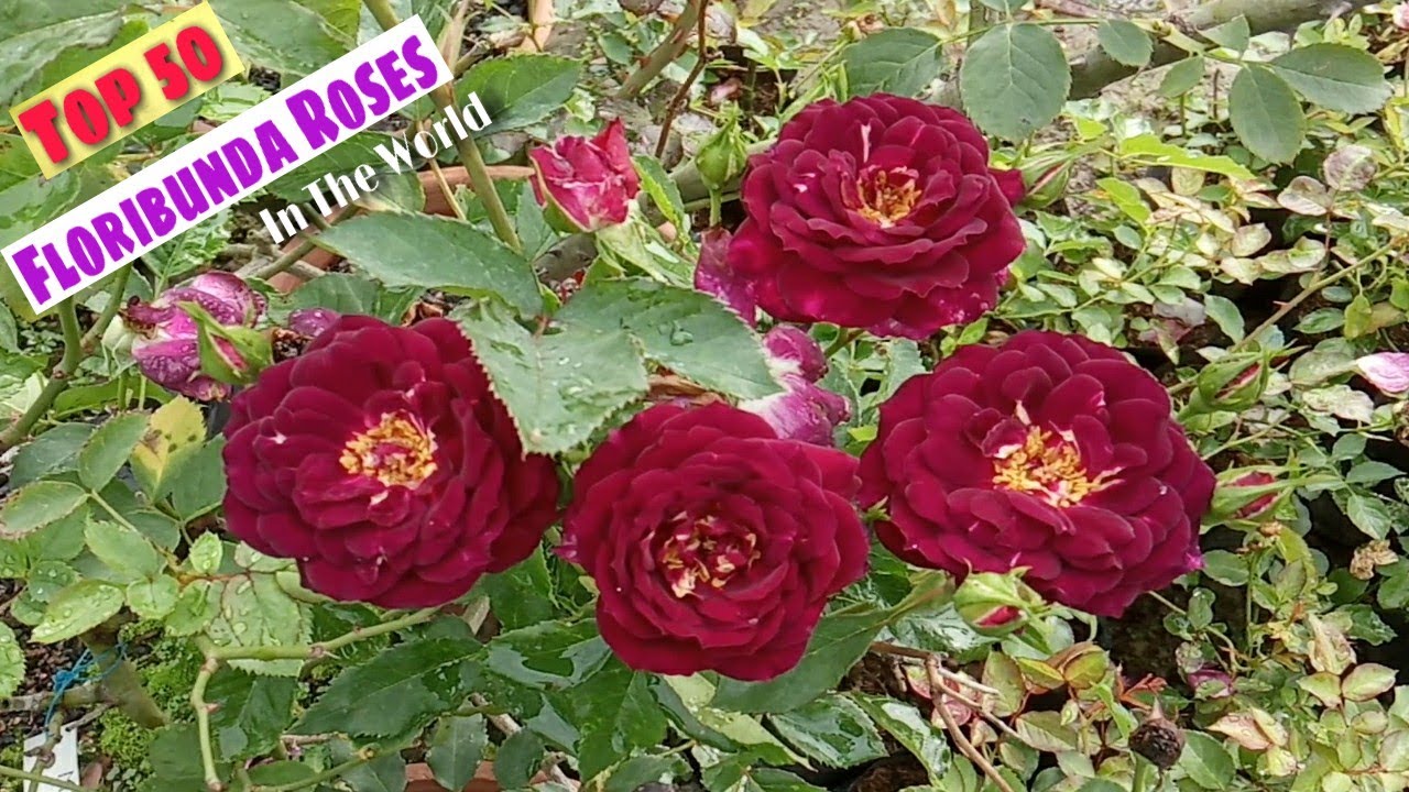 Top 50 Worlds Best Floribunda Roses, Huge Blooming Roses @Farming Ideas, #BestRoses, #Gardening