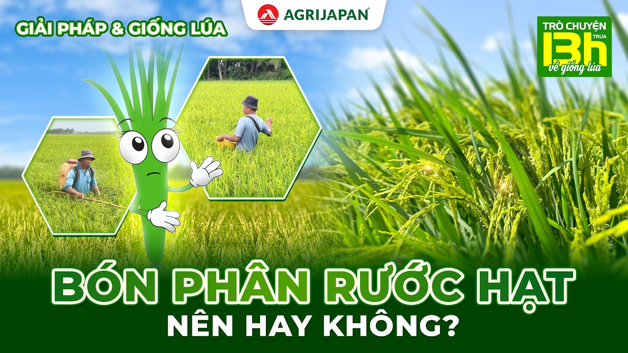 AgriJapan | Giải Pháp & Giống Lúa - Có Nên Bón Phân Rước Hạt Vụ Đông Xuân & Bón Thế Nào Đúng Cách?