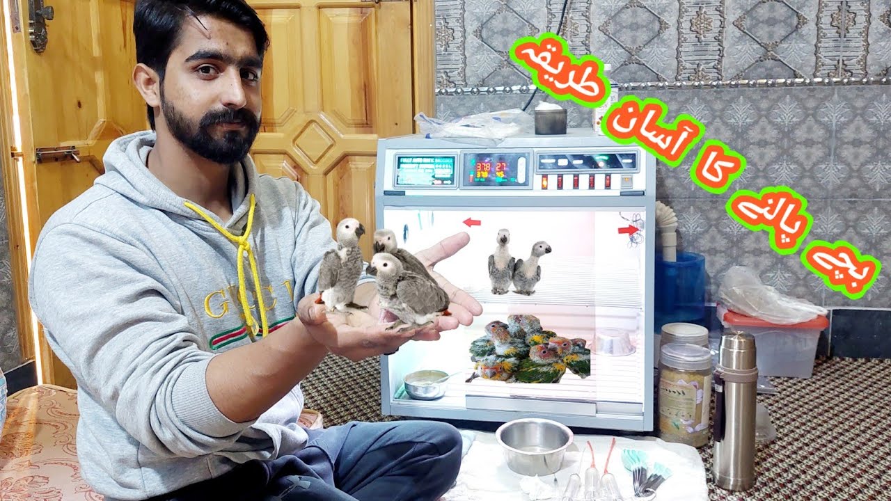 Complete Brooder Room Visit.Chick ke Health & #Feeding #Bird