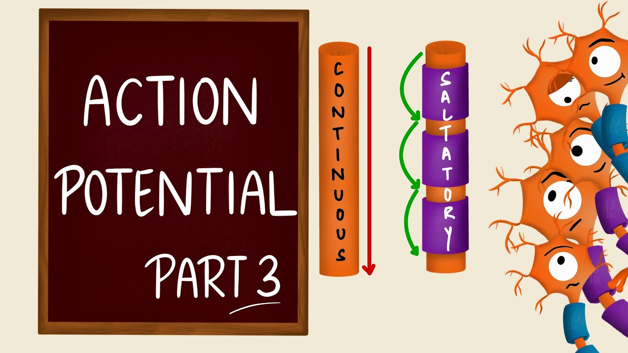 Nerve conduction | Action Potential Propagation | Saltatory Conduction | Nerve Physiology
